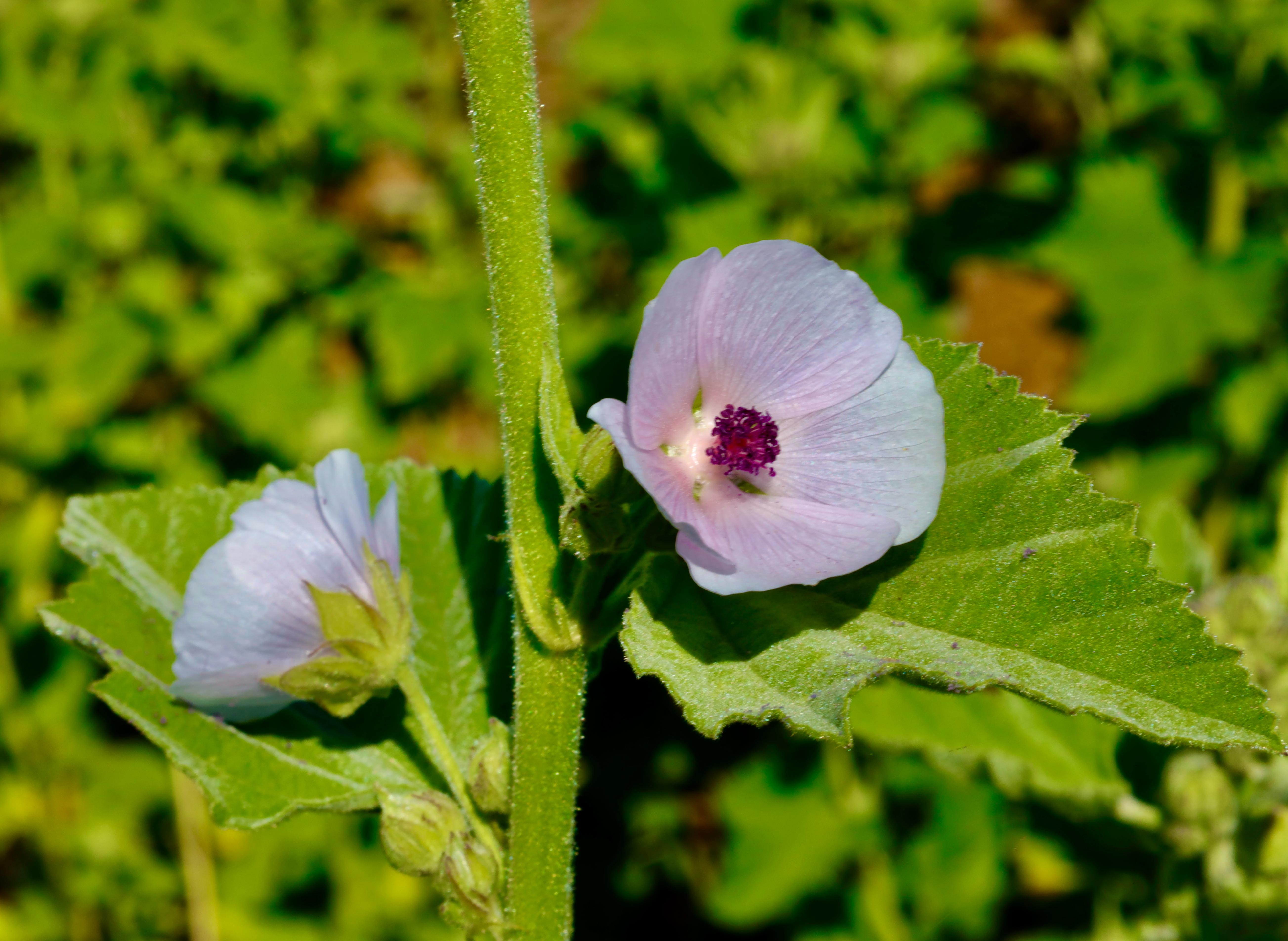 Mallow Root Grow Marshmallow Root for Your Herbal Garden - La Ferme À Ciel Sur Mer