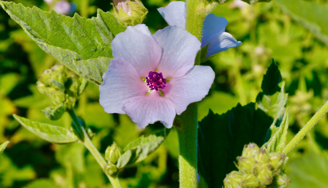 Organic marshmallow root tea for gut health and digestive support — La Ferme À Ciel Sur Mer