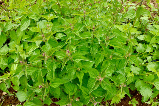 Nettle Seed Growing on Young Nettle Plant