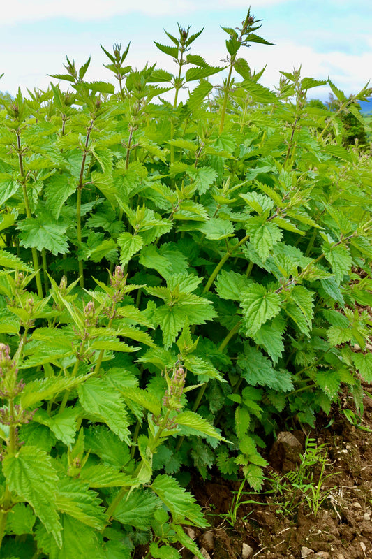 Stinging Nettle Look-Alikes: How to Identify True Urtica dioica