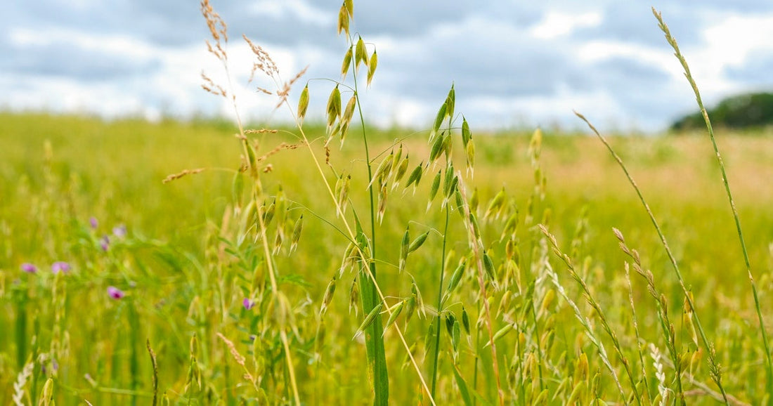 Milky Oats for Calm and Restoration: A Gentle Tonic for the Nervous System
