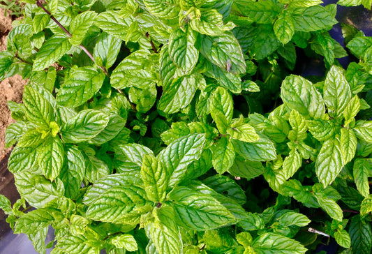 Organic Spearmint Benefits