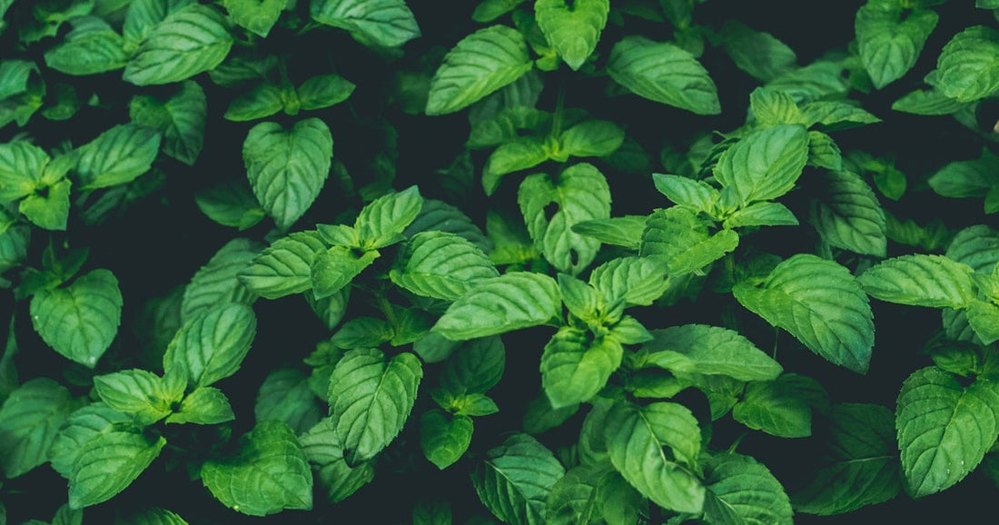 Basil Plant