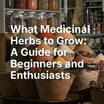 What Medicinal Herbs to Grow: 5 Easy Picks for Beginners - La Ferme À ...