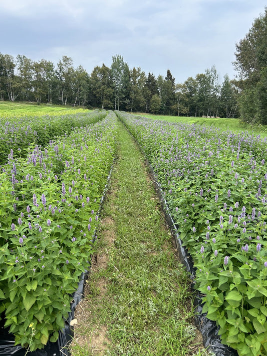 Rows of anise hyssop in bloom at La Ferme À Ciel Sur Mer in Charlevoix, Québec