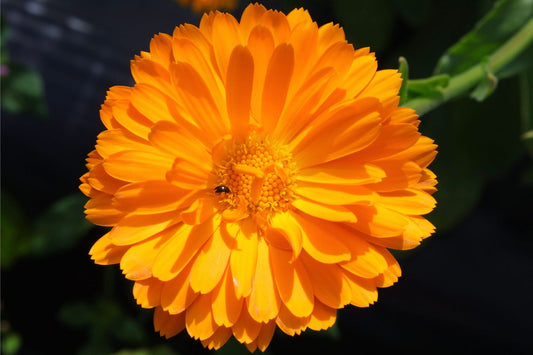 Calendula Bloom
