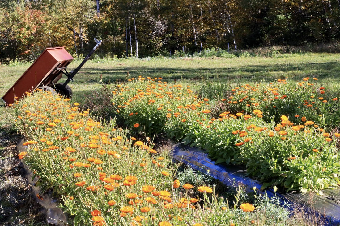 Rows of orange calendula in bloom beside a wheelbarrow at La Ferme À Ciel Sur Mer in late September