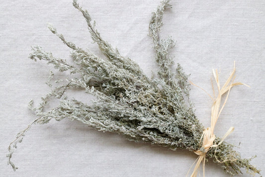 A dried bouquet of petite absinthe tied with raffia