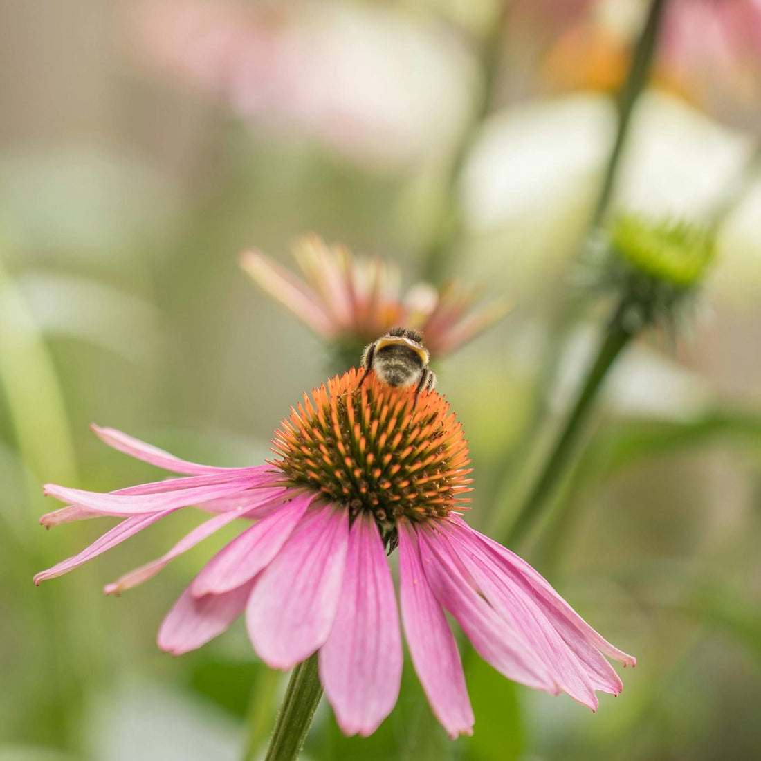 Organic Echinacea purpurea flower with a bee at La Ferme À Ciel Sur Mer