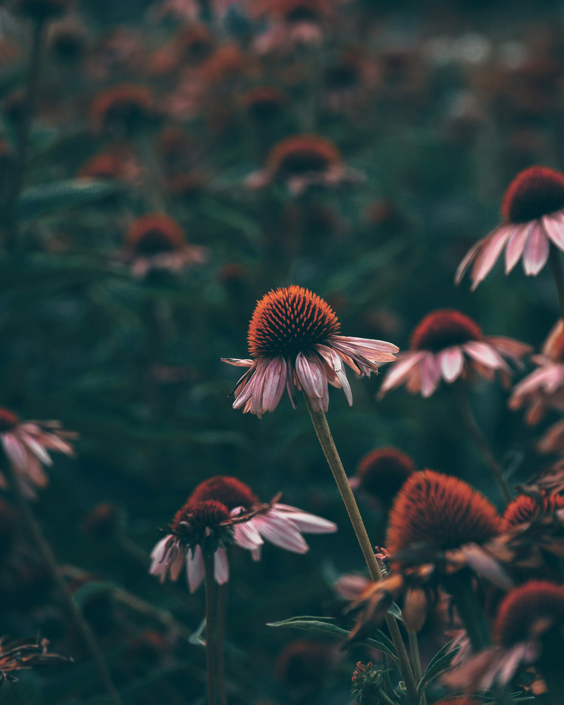 Organic Echinacea purpurea in bloom at La Ferme À Ciel Sur Mer