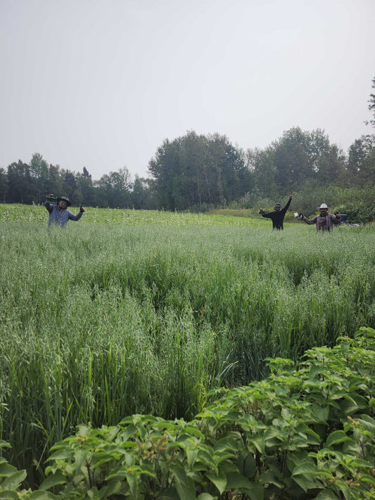 farm crew harvesting milky oats