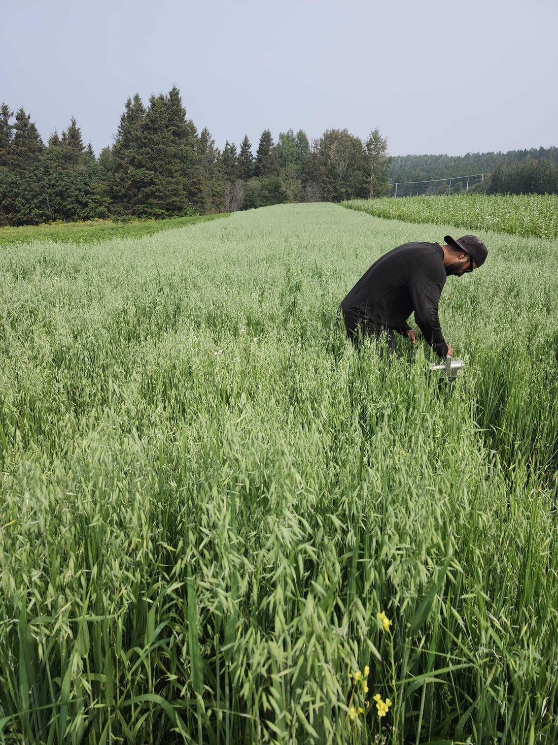 A farmer checking oat tops for the milky stage in a green field at La Ferme À Ciel Sur Mer in Charlevoix, Québec