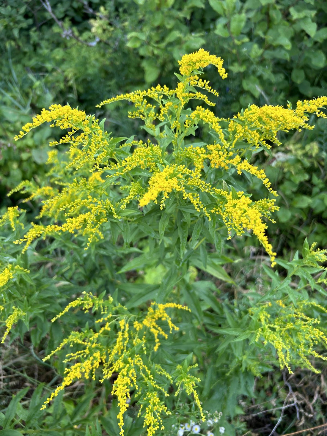 Goldenrod blooming wild at La Ferme A ciel Sur Mer