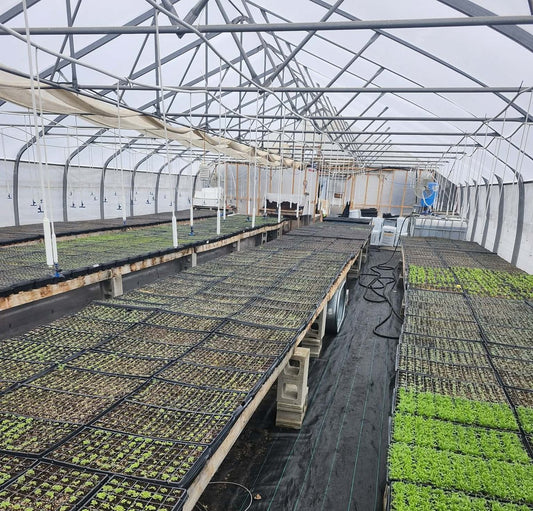 Plants in the Greenhouse