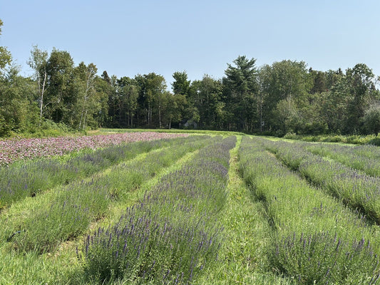 Rows of Organic hyssop in purple bloom at La Ferme À Ciel Sur Mer in Charlevoix, Québec