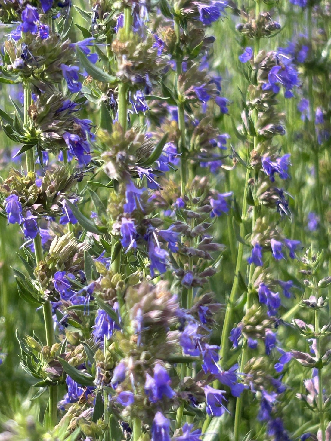 Hyssop flowers in close-up at La Ferme À Ciel Sur Mer in Charlevoix, Québec