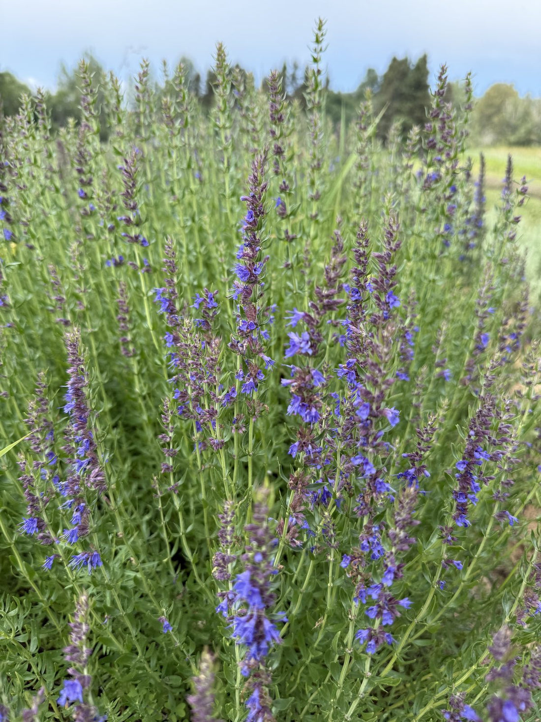 Hyssop, Hyssopus officinalis, in blue-violet flower in our field at La Ferme À Ciel Sur Mer in Charlevoix
