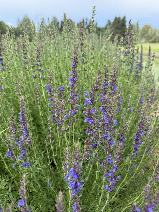 Hyssop, Hyssopus officinalis, in blue-violet flower in our field at La Ferme À Ciel Sur Mer in Charlevoix