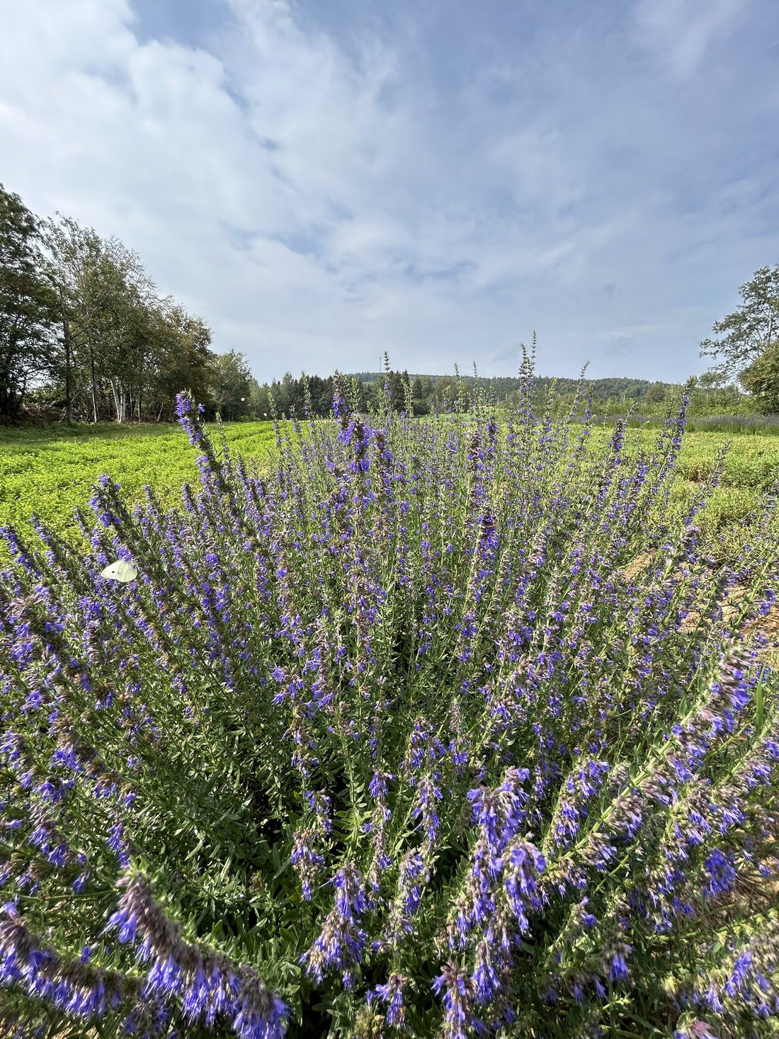 A single hyssop plant in blue-violet flower at La Ferme À Ciel Sur Mer in Charlevoix, Québec