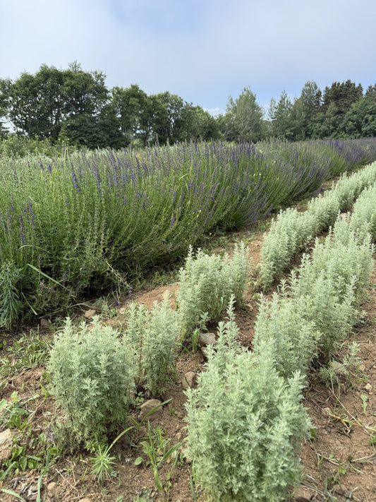 Rows of silver wormwood beside blue-flowering hyssop at La Ferme À Ciel Sur Mer in Charlevoix
