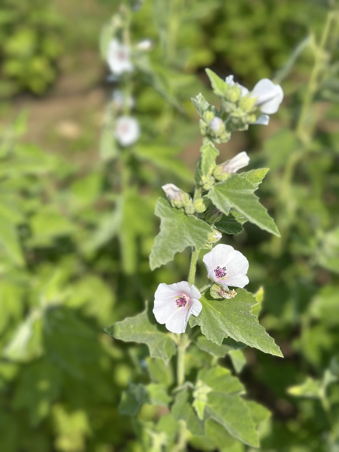 Marshmallow flowers blooming in the field at La Ferme A Ciel Sur Mer