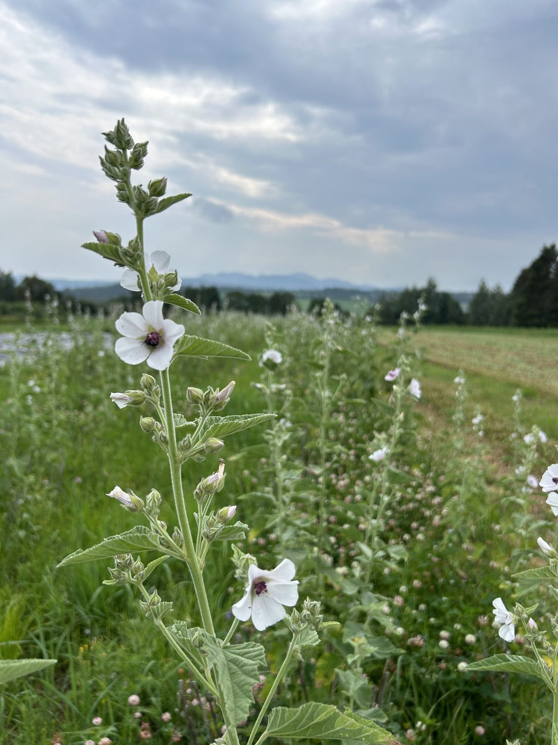 A marshmallow spike in bloom against a stormy sky at La Ferme A Ciel Sur Mer