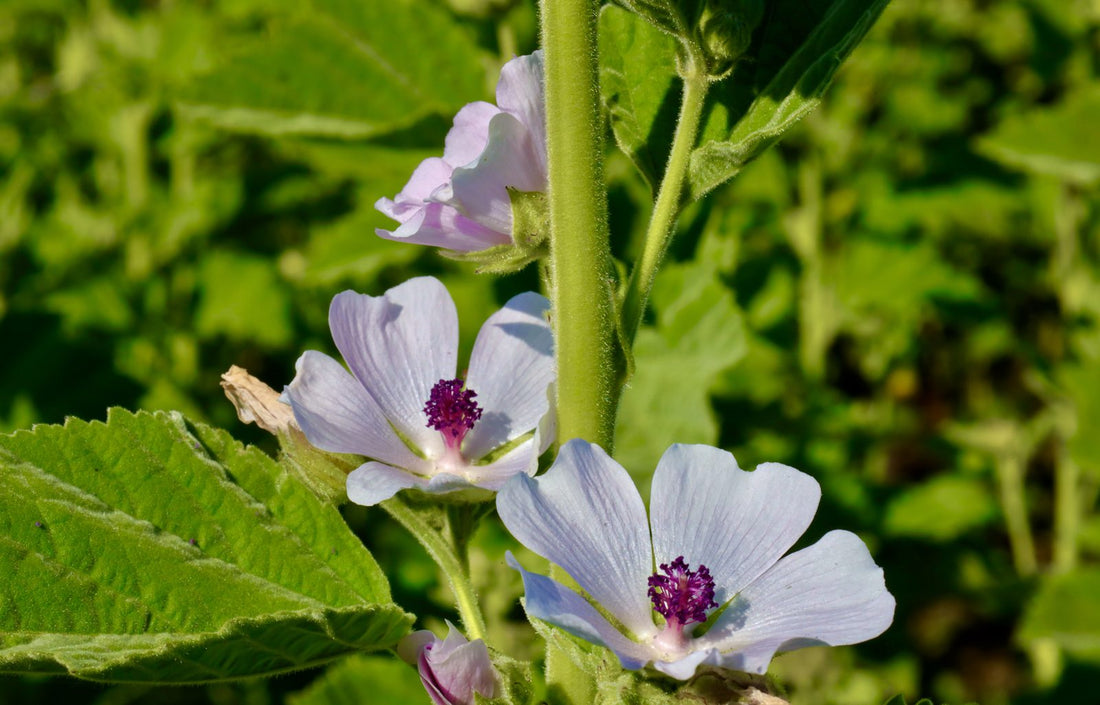 Pale pink marshmallow flowers on a tall stem in the field at La Ferme À Ciel Sur Mer