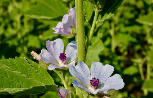 Pale pink marshmallow flowers on a tall stem in the field at La Ferme À Ciel Sur Mer