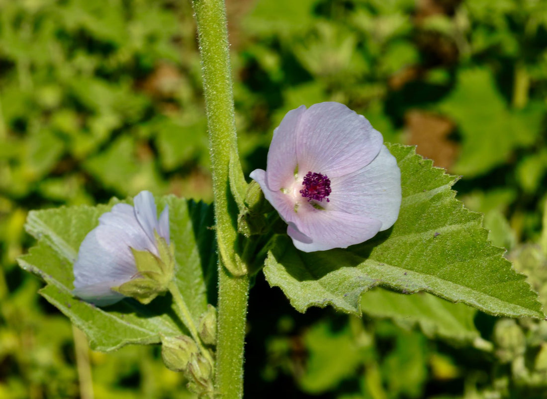 Two pale pink marshmallow flowers beside a soft, velvety leaf in the field at La Ferme À Ciel Sur Mer