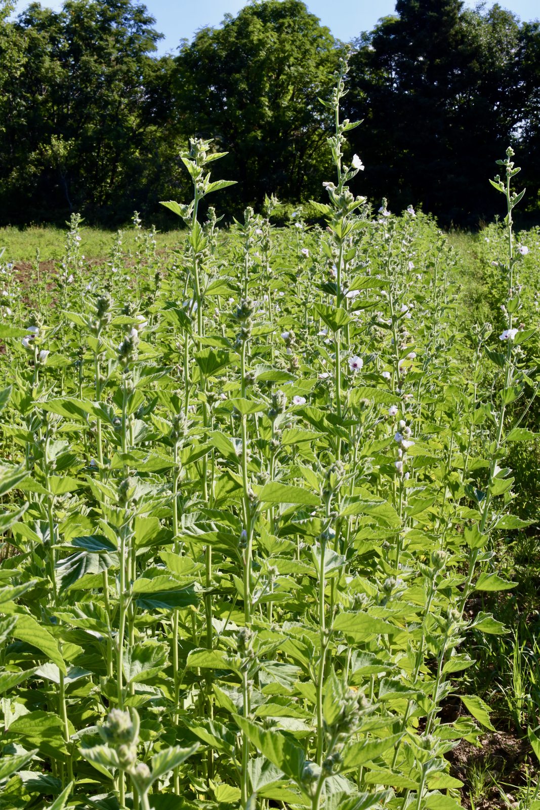 Tall marshmallow plants in flower showing their soft, velvety leaves