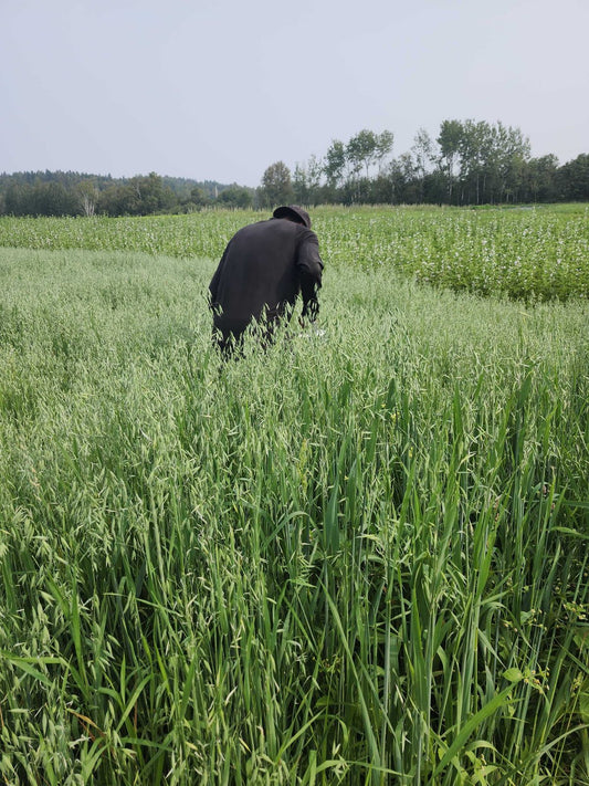 milky oats field harvest