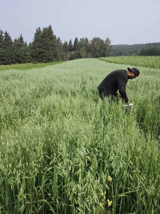 A farmer cutting milky oat tops by hand in the field at La Ferme À Ciel Sur Mer, Charlevoix