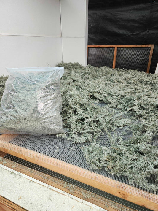 Freshly harvested Roman wormwood on a drying screen at La Ferme À Ciel Sur Mer
