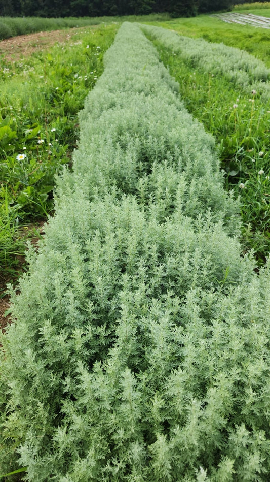 A full row of Roman wormwood (Artemisia pontica) at La Ferme À Ciel Sur Mer, Charlevoix