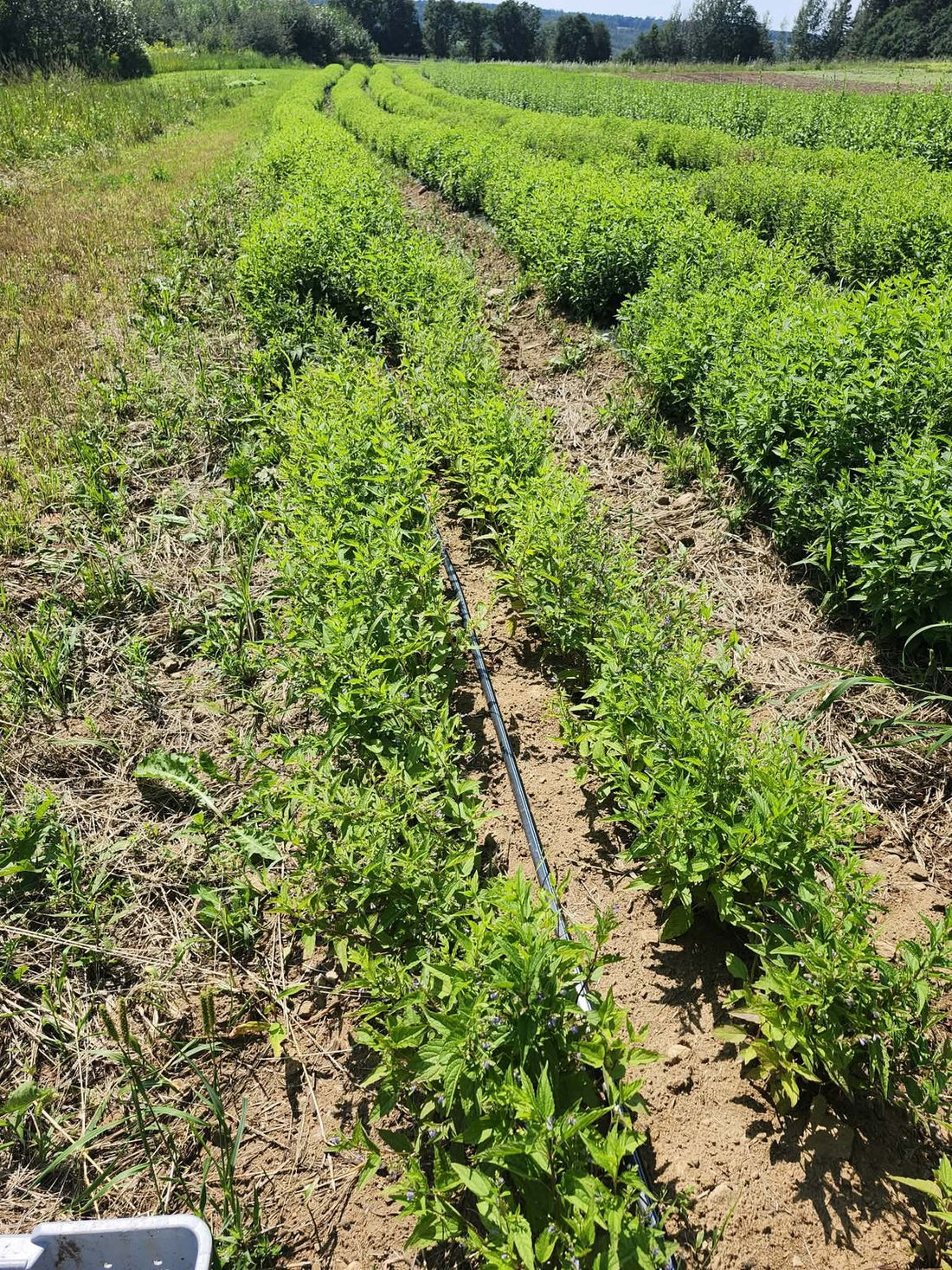 Rows of Organic skullcap in flower with the Charlevoix hills behind, at La Ferme À Ciel Sur Mer