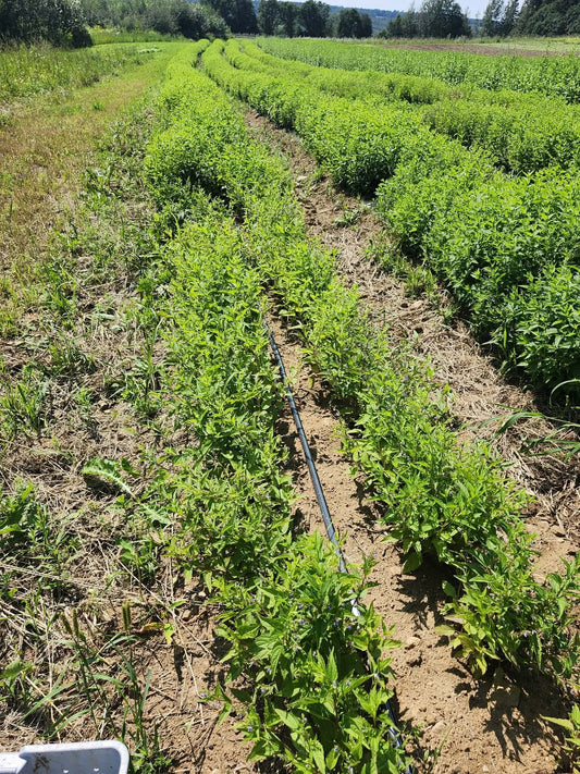 Rows of Organic skullcap in flower with the Charlevoix hills behind, at La Ferme À Ciel Sur Mer