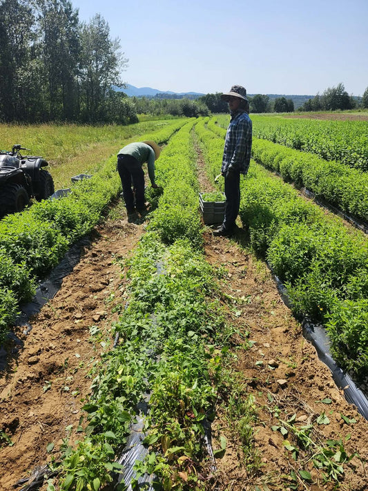 Hand-cutting Organic skullcap at harvest, with the field rows behind, at La Ferme À Ciel Sur Mer