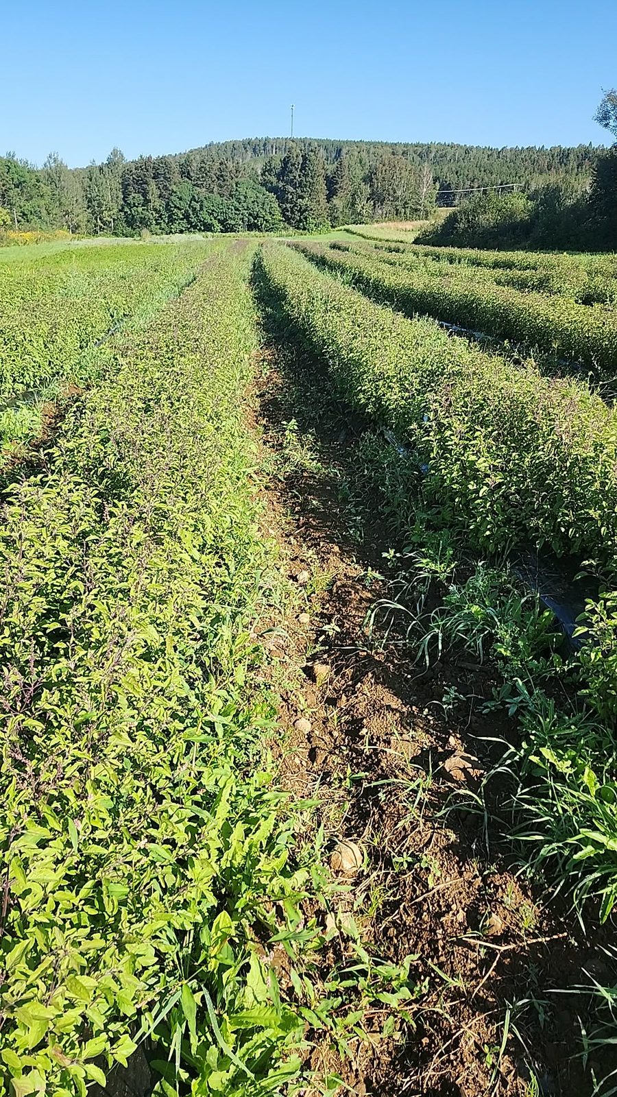 Tulsi in the field before harvest | La Ferme A Ciel Sur Mer