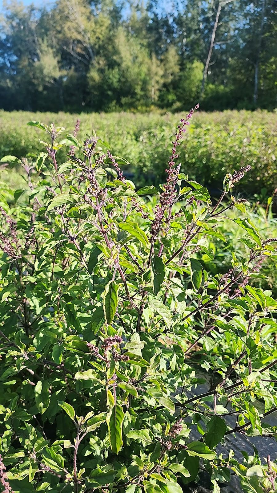 Flowering Rama tulsi in the field at La Ferme À Ciel Sur Mer, August 2026