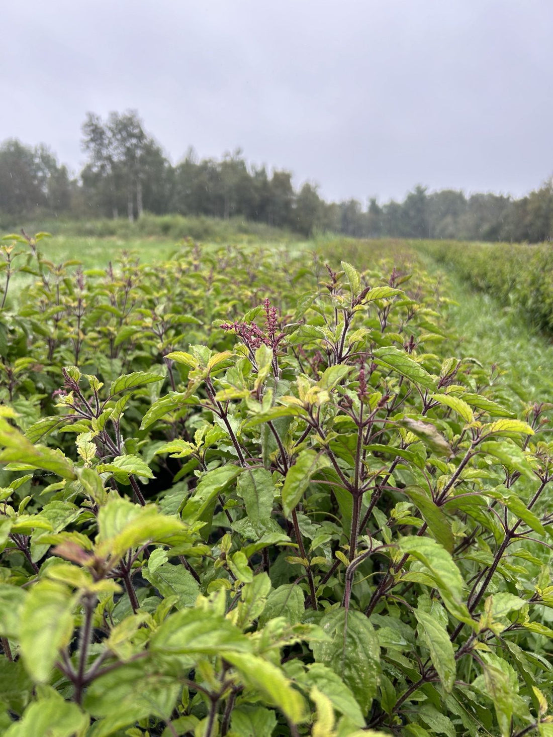 Rows of flowering holy basil with purple stems in our Charlevoix field