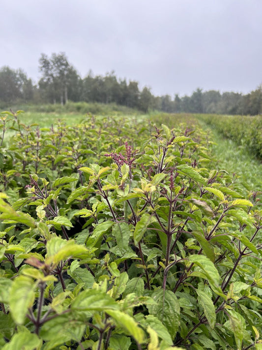 Rows of flowering holy basil with purple stems in our Charlevoix field