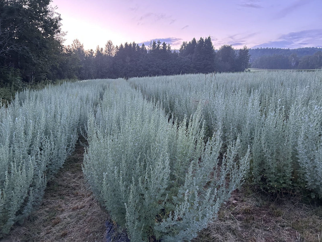Wormwood glistening at dusk on the farm