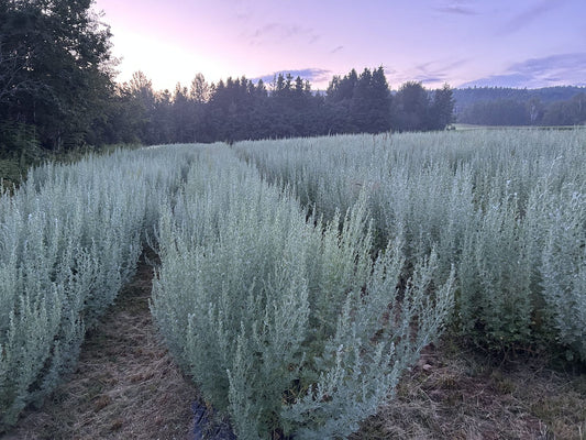 Wormwood glistening at dusk on the farm