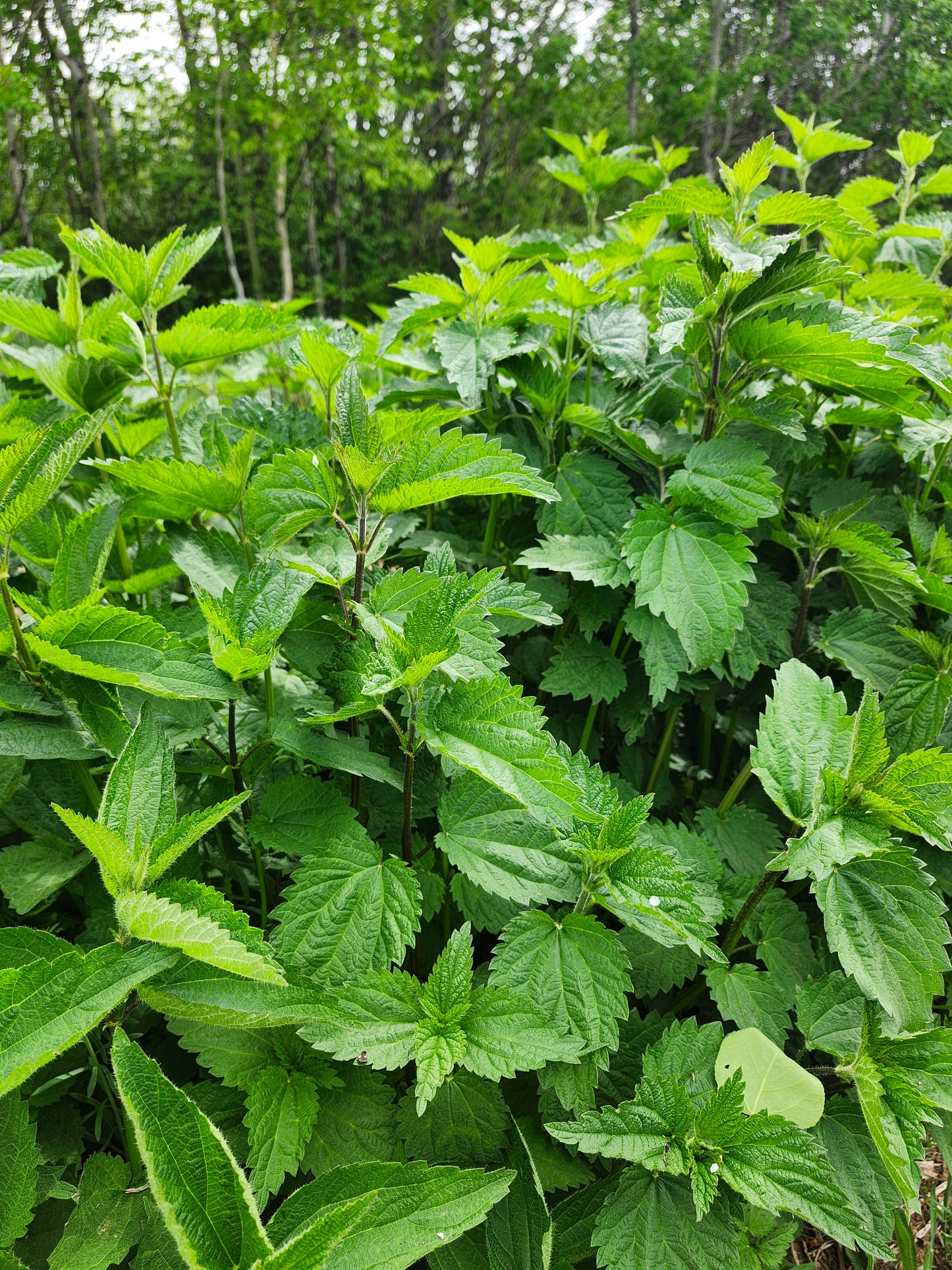 Ortie frais