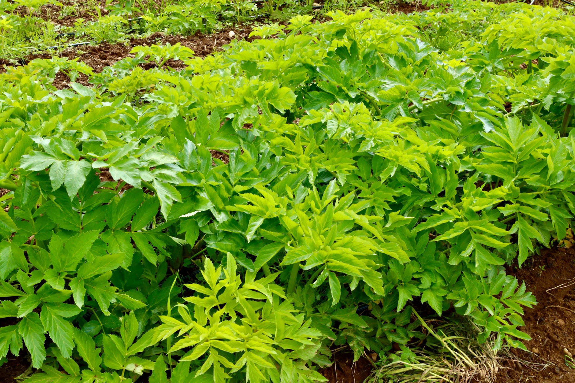Young angelica growing in the field