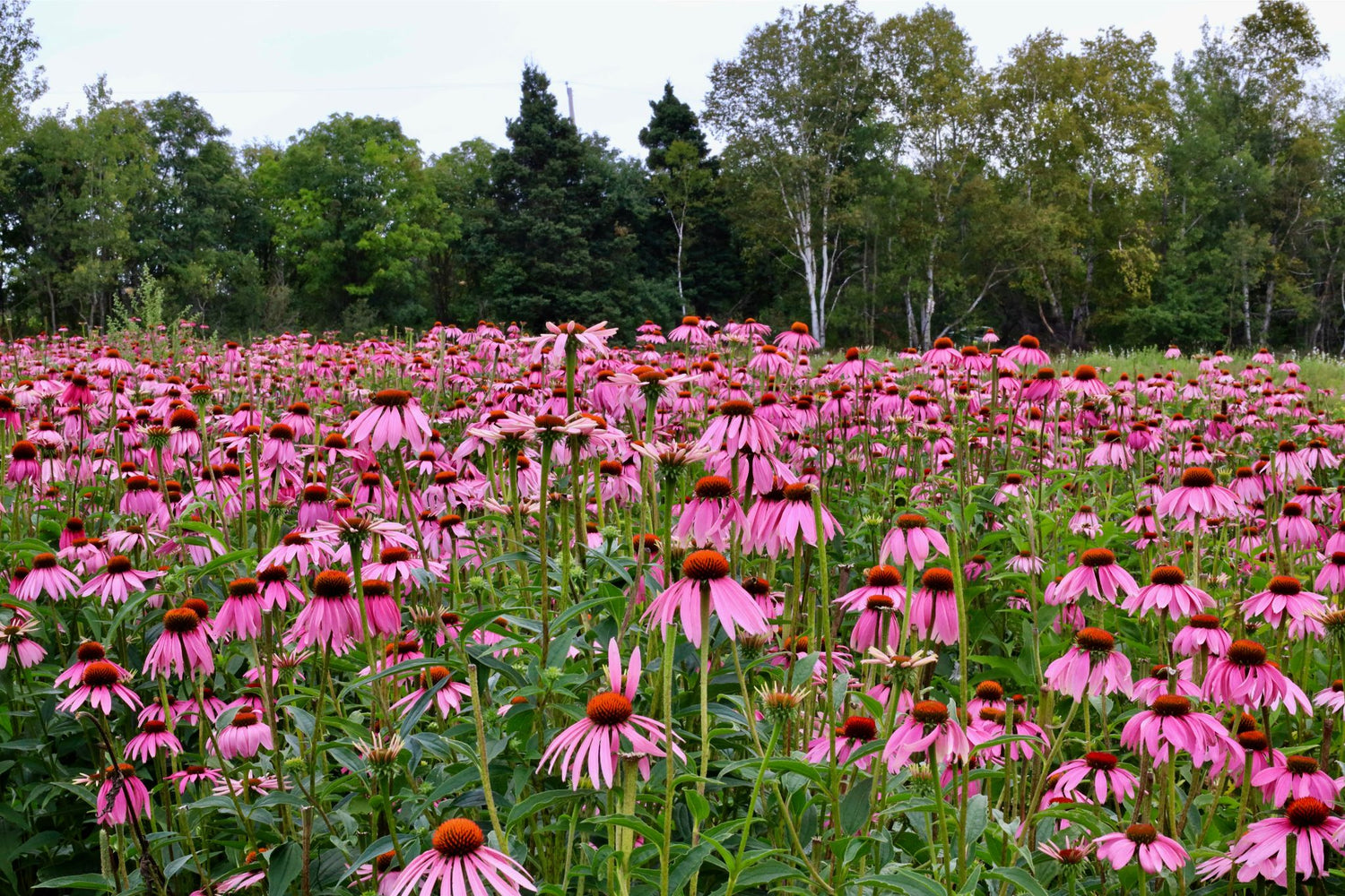 Echinacea Field 1