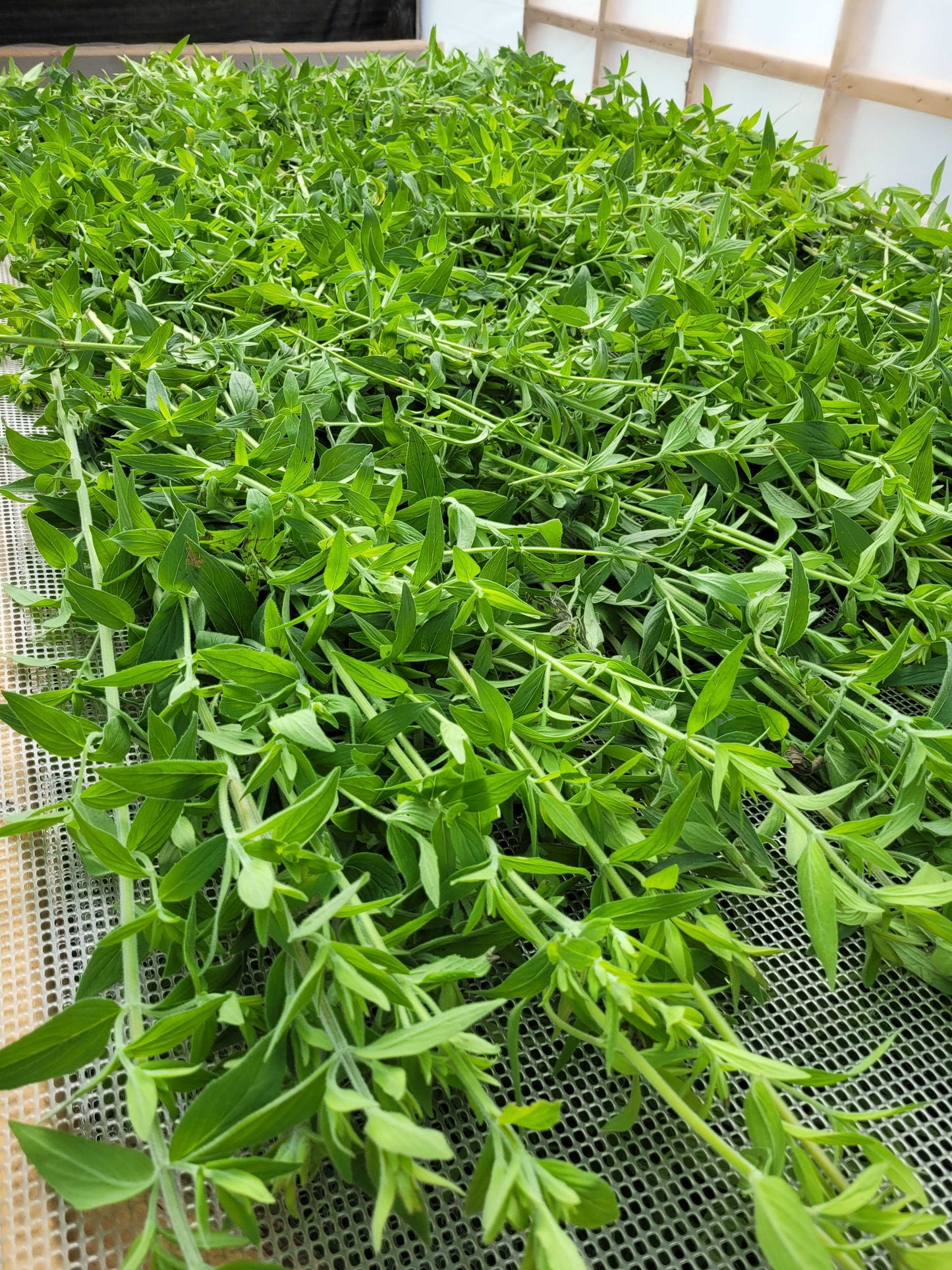 Mountain Mint Drying on Rack