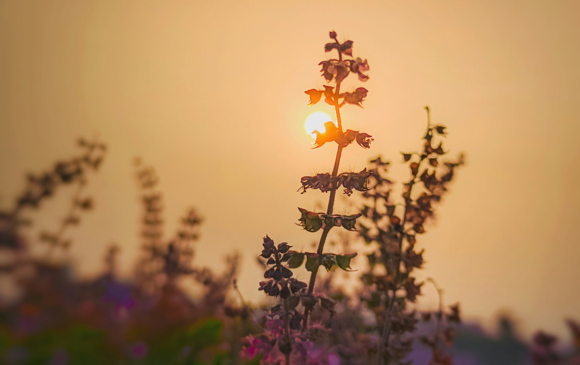 Tulsi with Sunset in the background