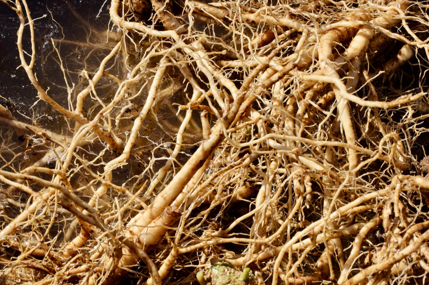 Ashwagandha plants growing in the field