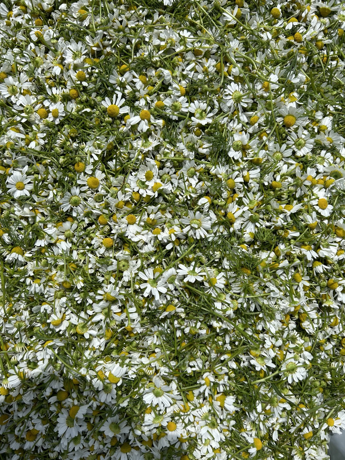 Freshly harvested chamomile flowers closeup